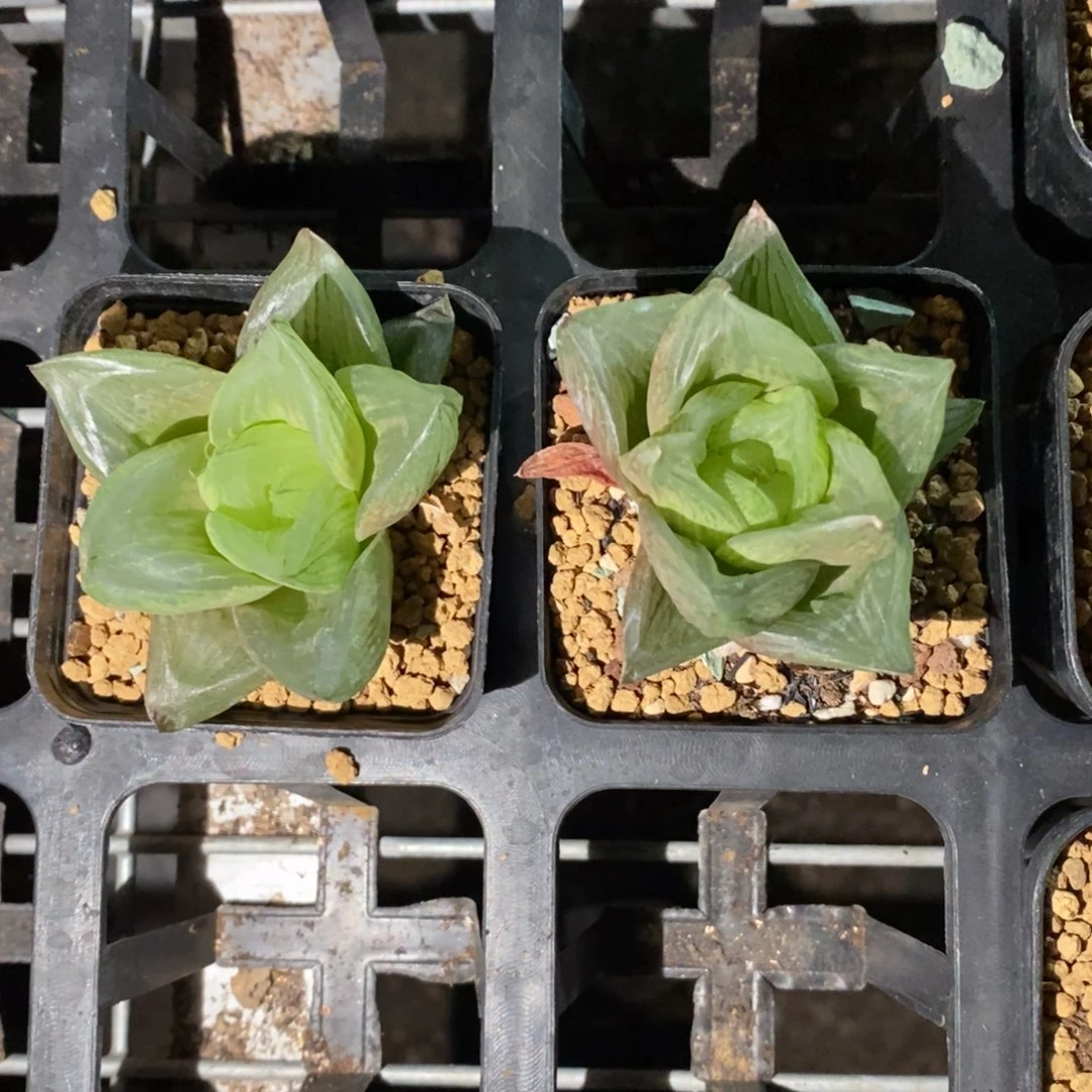 1329 一颗水蜜桃 高货