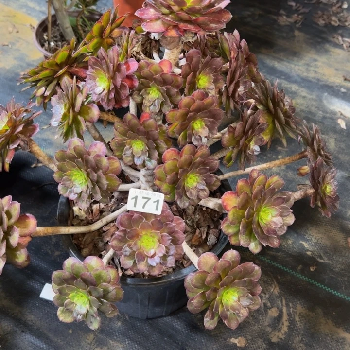 红铜壶171多肉法师一物一拍