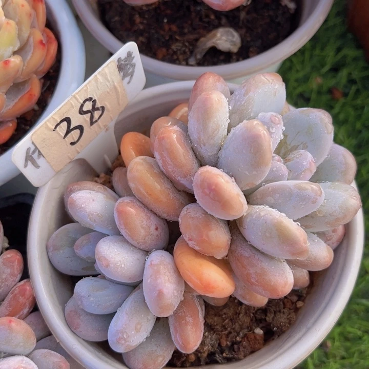 健健康康平平安安多肉植物