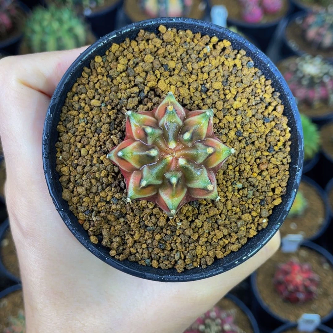 乌贼丹顶0000000002