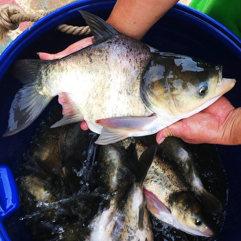 缩骨花鲢 缩骨大头鱼 缩骨鱼 缩骨胖头鱼