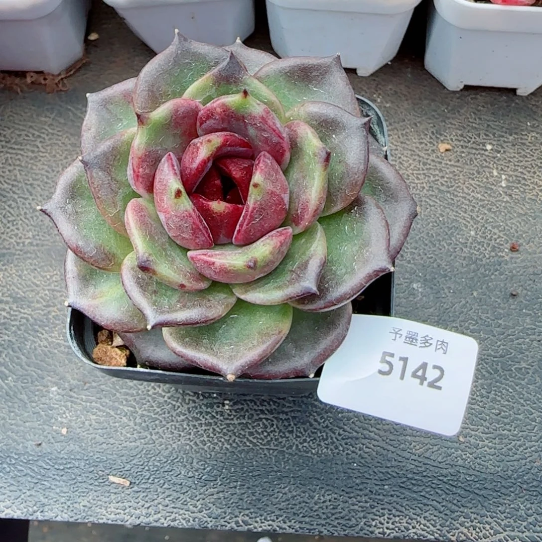黑玫瑰，5142多肉植物