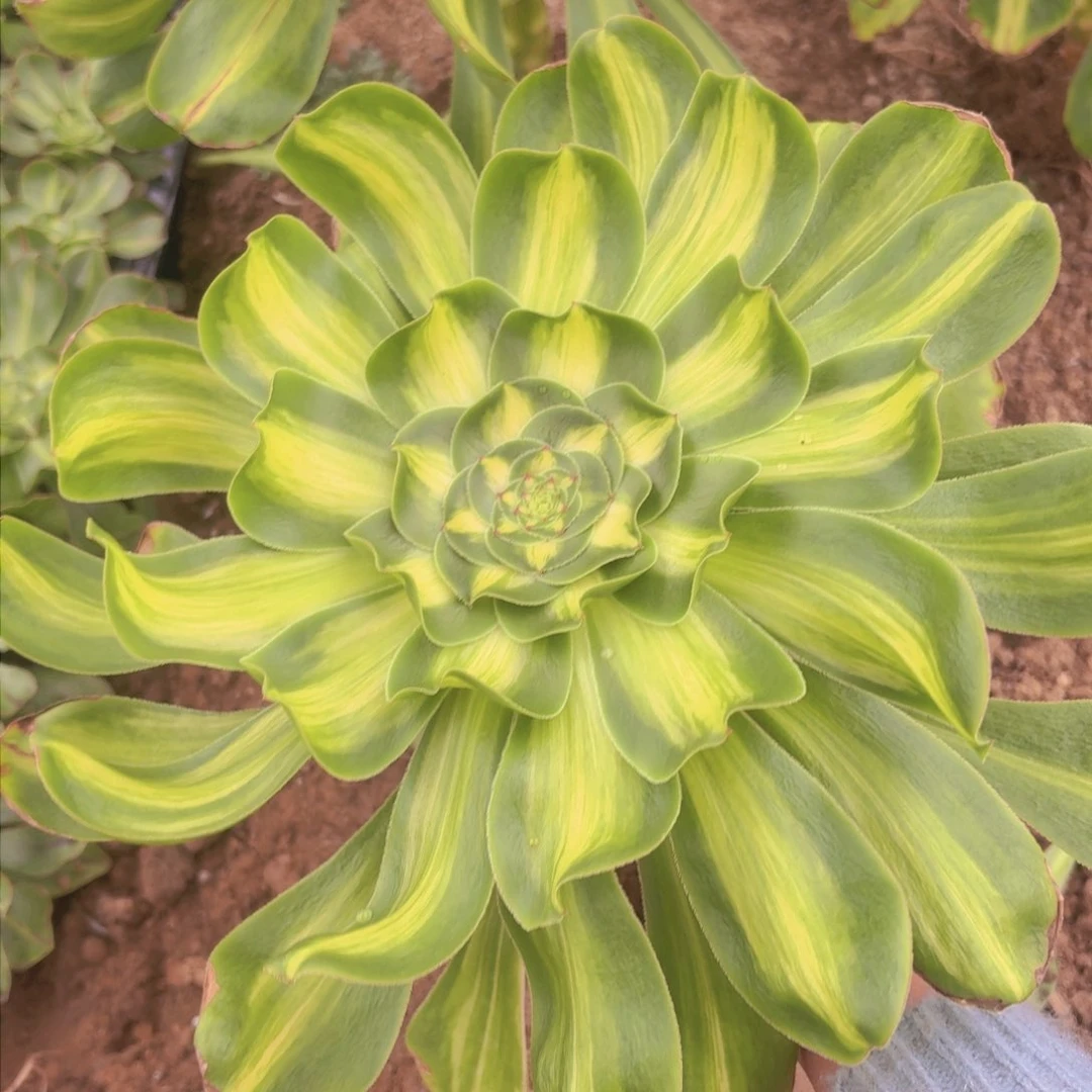 暴君量拍法师多肉