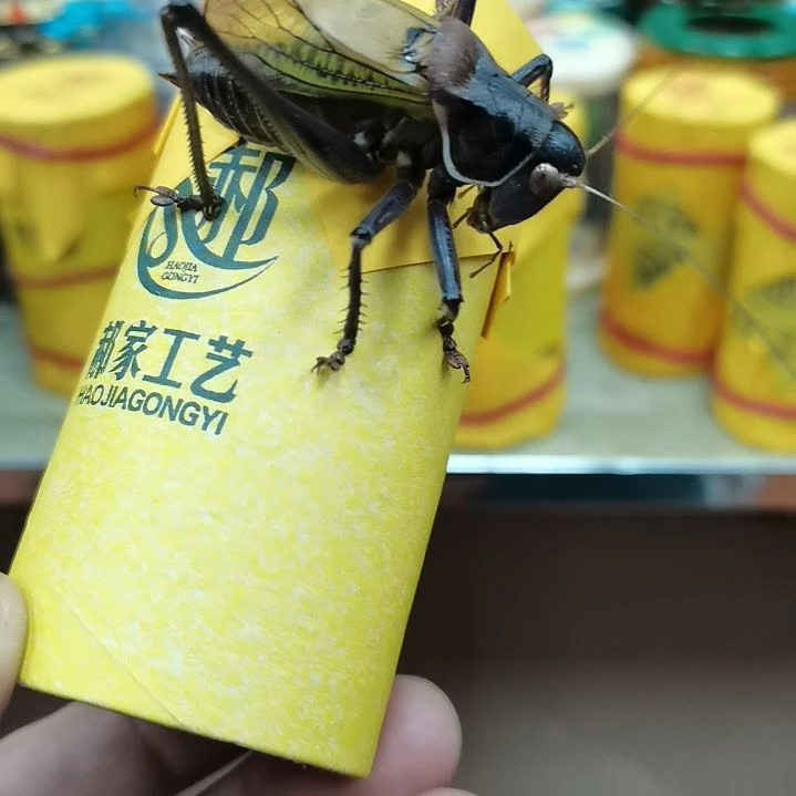 用***9郝建伟大包蝈蝈二条包邮