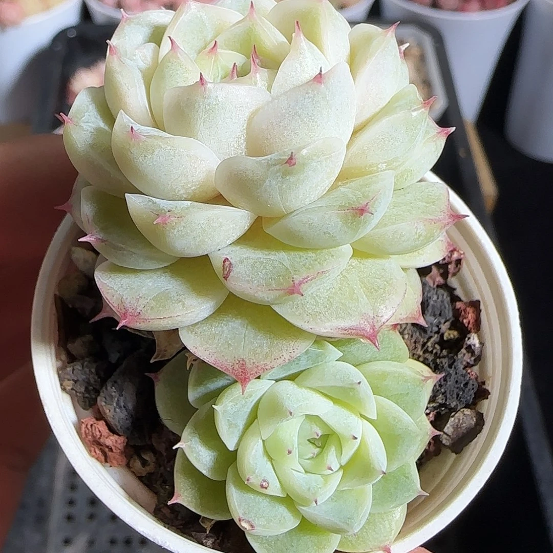 多肉1218-179小魔仙