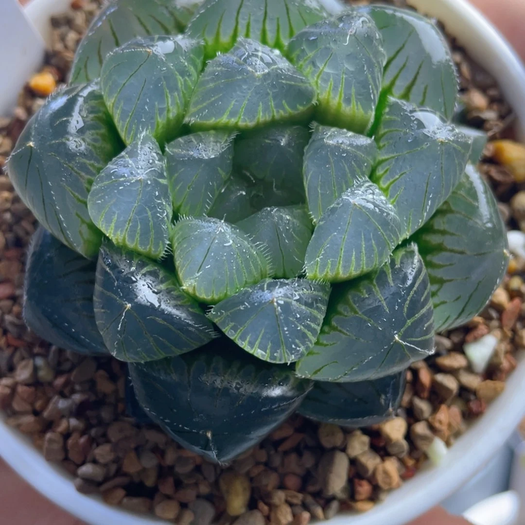 21.十二卷多肉巨大化赤线。