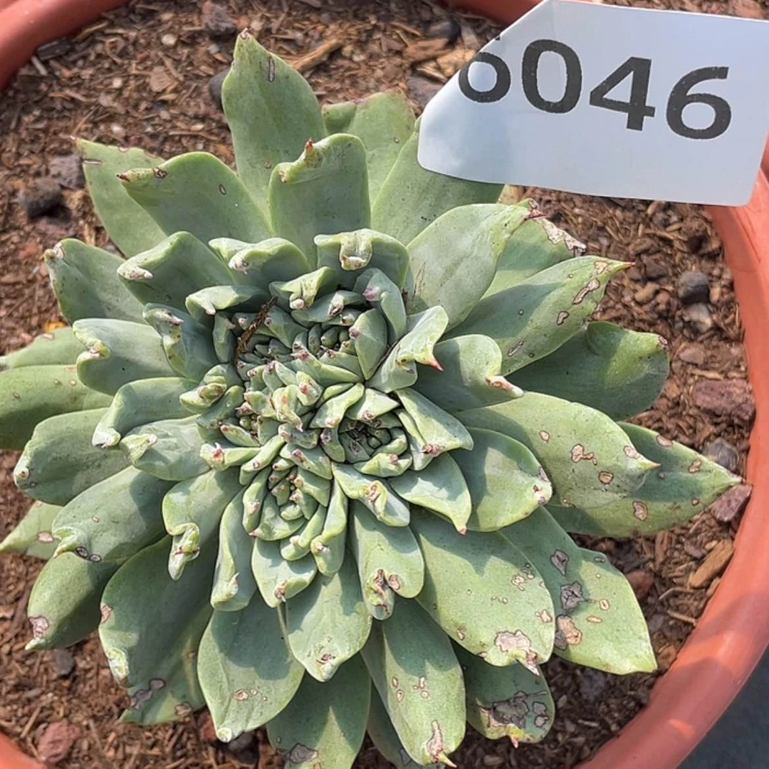 【闪购商品】预*绿体帕翠莎