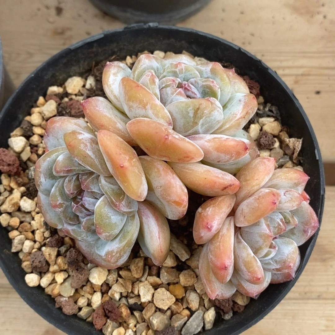三头黄底紫心脸朝上