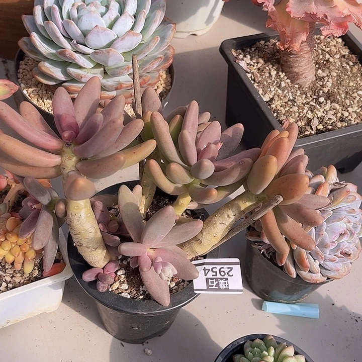 糖果美人2954多肉植物