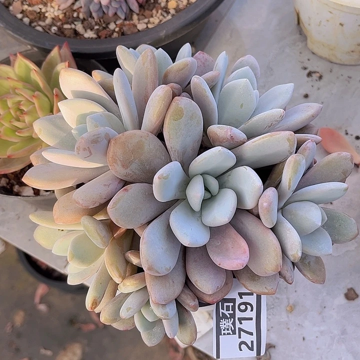粉兔27191多肉植物