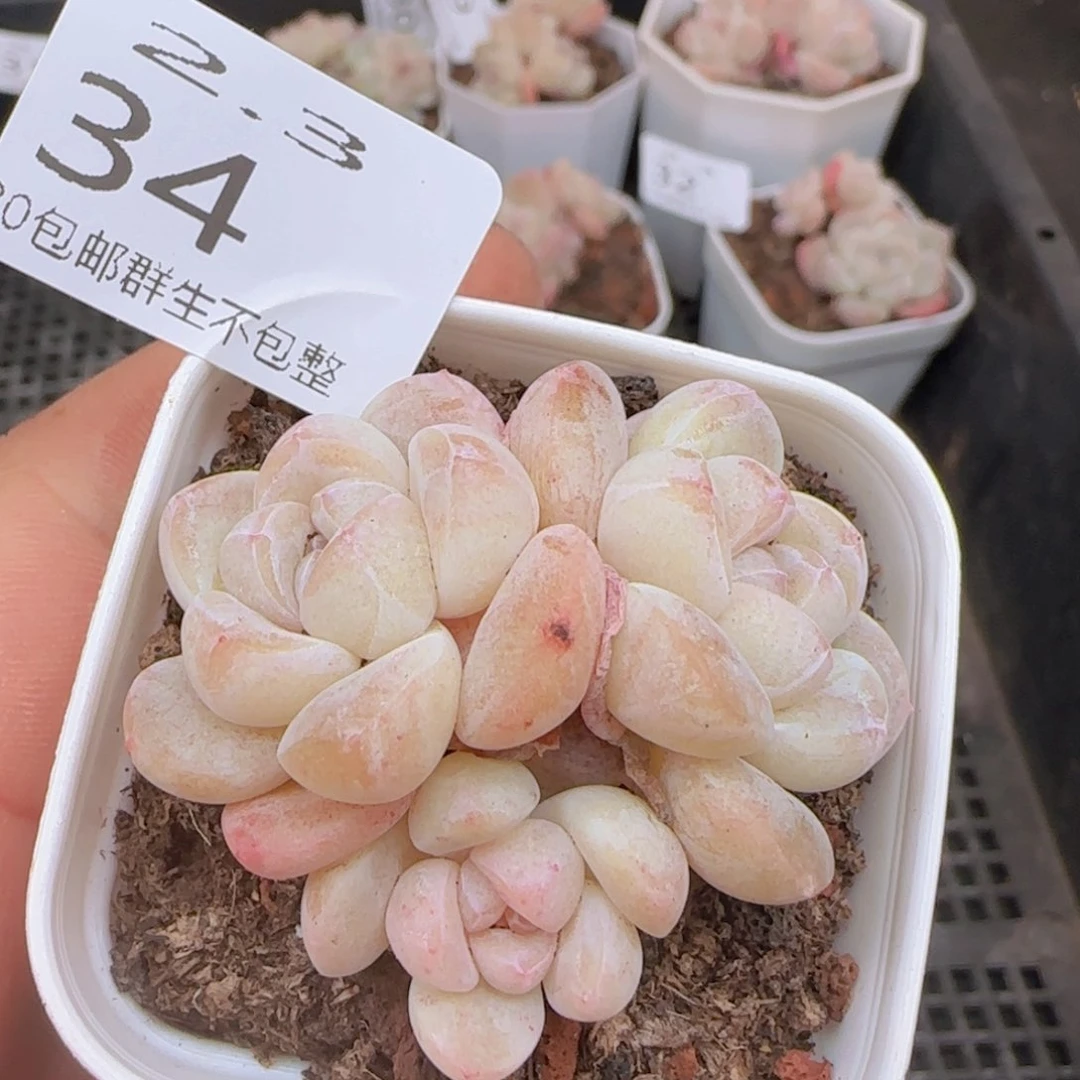 白体糖旻冰玉的一颗