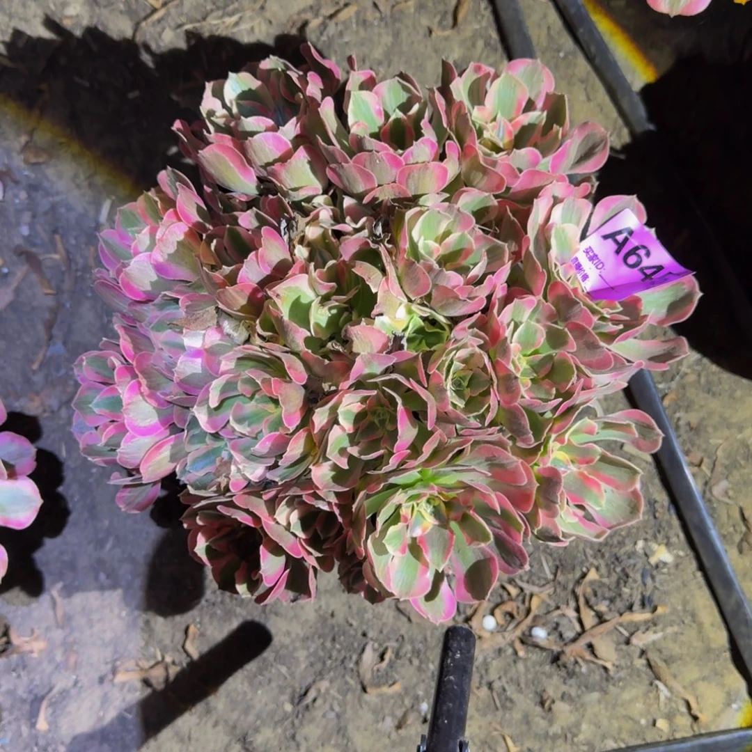 梅***姐法师不包损多肉645号多肉粉女郎