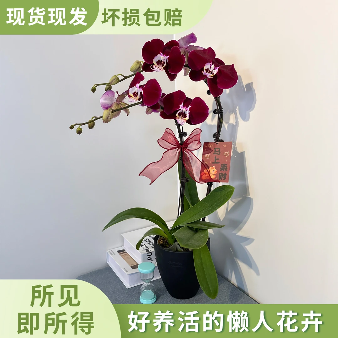 [幻影]精选蝴蝶兰 高端暗紫色系 小众稀有品种