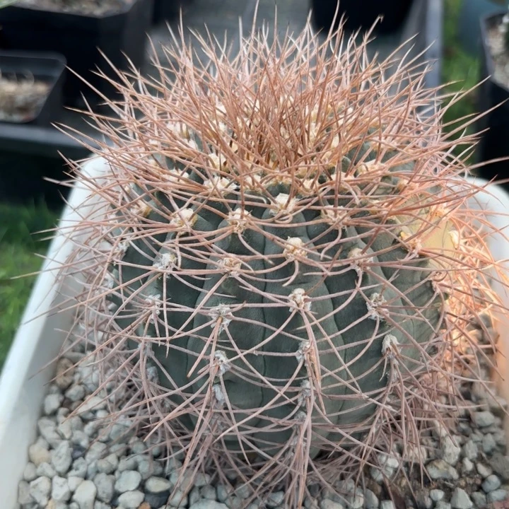 8086密刺皮密好美