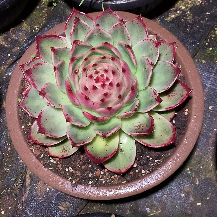 美肉特价活动开始哦