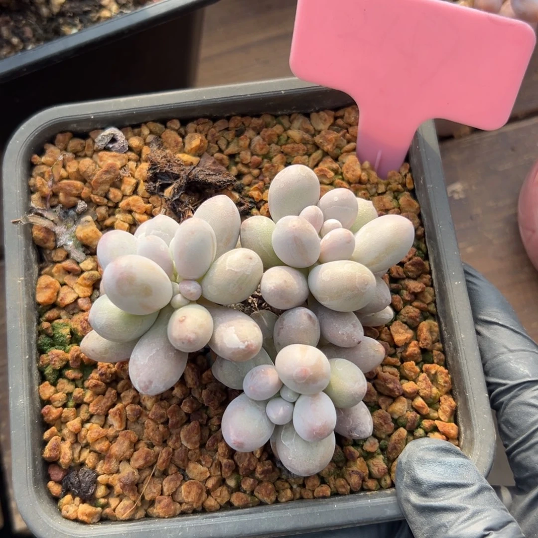 特价桃花奶111111111111