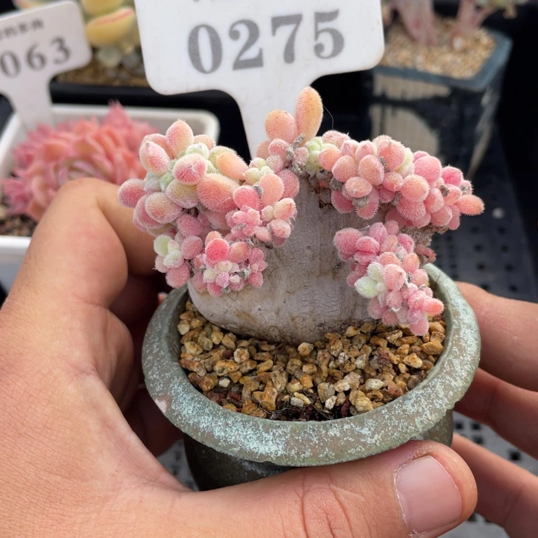 0275雪晃星不带盆7厘米