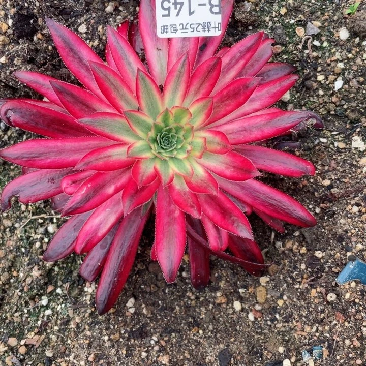 ︶***o145朱雀多肉12345678