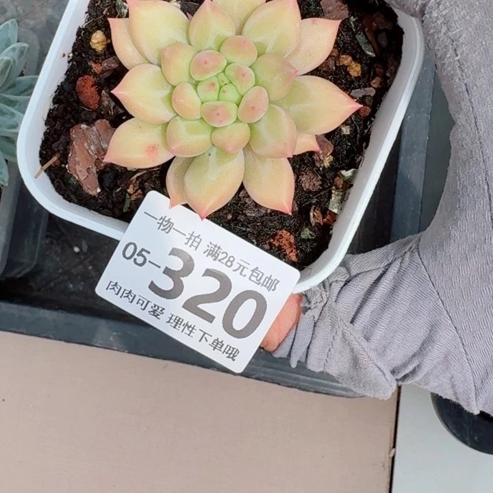 虞美人多肉无盆土发货多