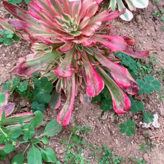 李*贝多肉植物白月光592