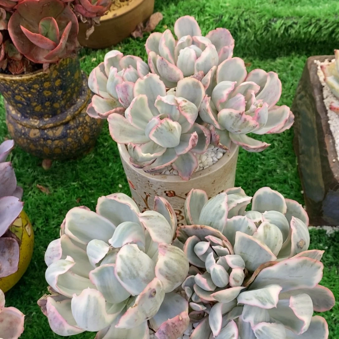 呼**哈呼哈呼哈伯克利锦两颗多肉植物
