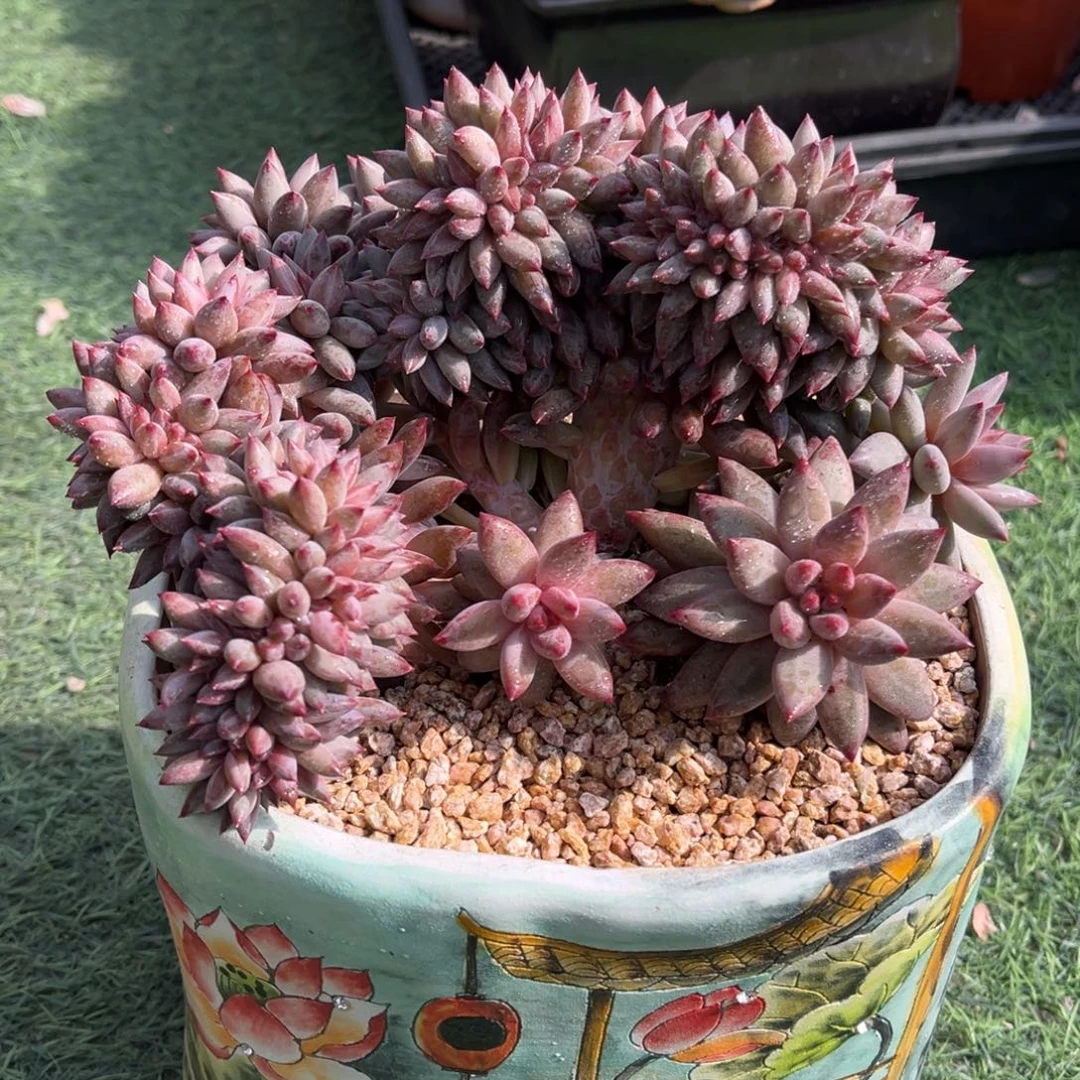 羽毛纹虞美人树缀