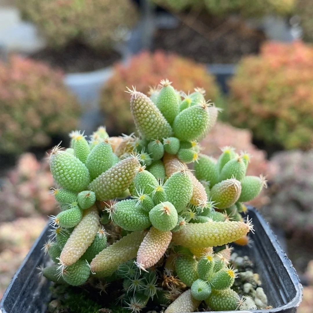 实生玉米5718枝干番杏