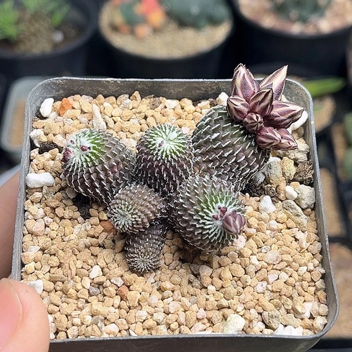 风**轻刺缀精巧殿自根群一颗一物一拍