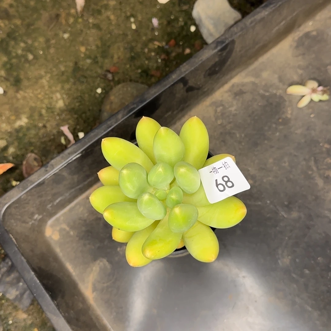 一**过68号 一物一拍