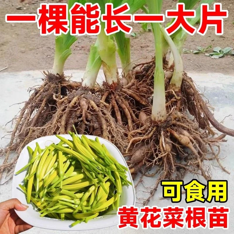 黄花菜根苗种苗盆栽阳台易种可食用多年生四季种母亲花忘忧金针菜