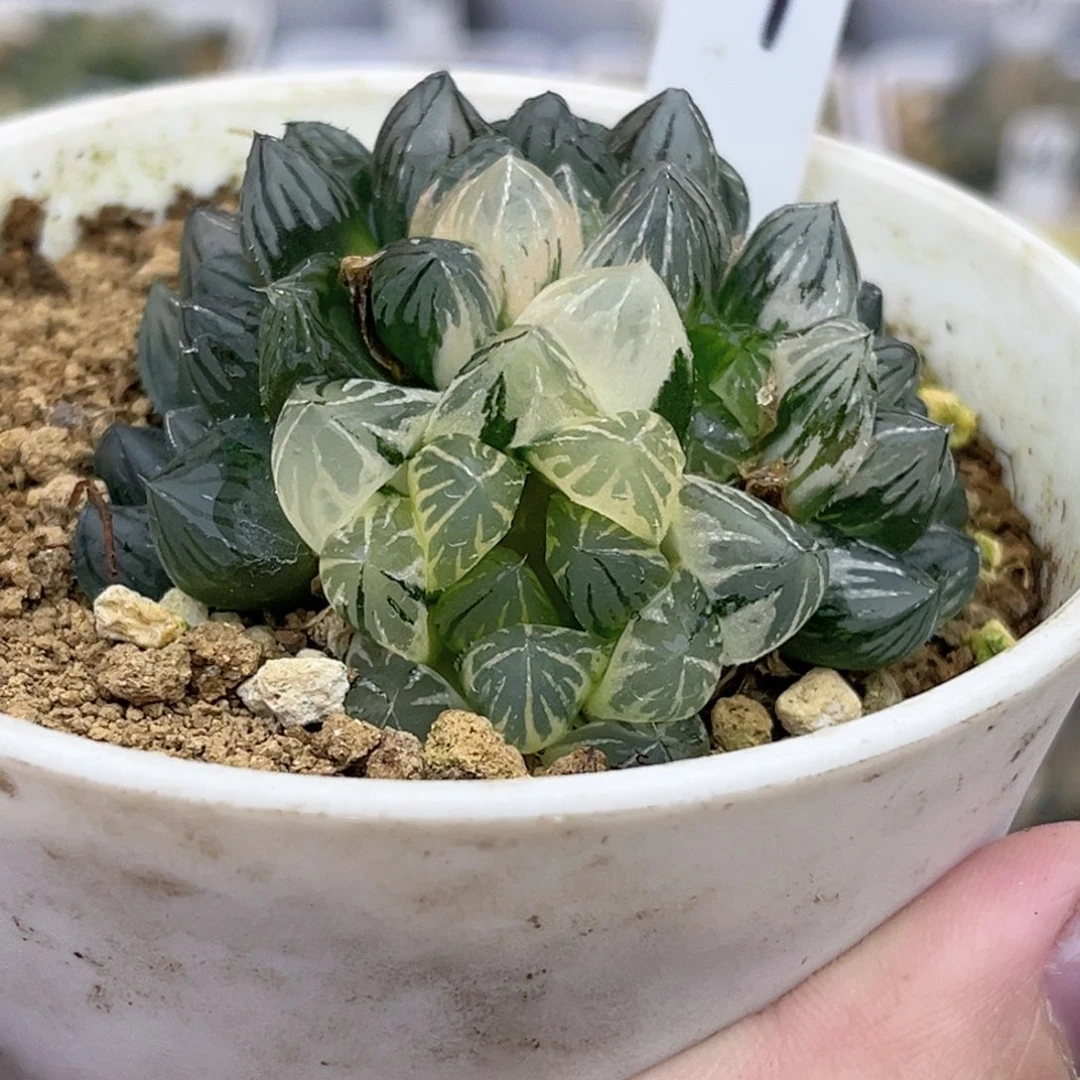 69群生霓虹灯玉露锦福利专场
