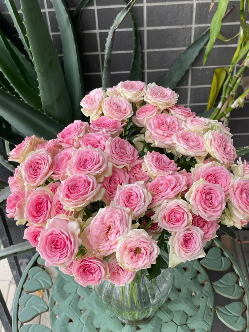 【探花甄选】 狄安娜多头玫瑰带包装醒花任意两单顺丰/京东冷链包邮