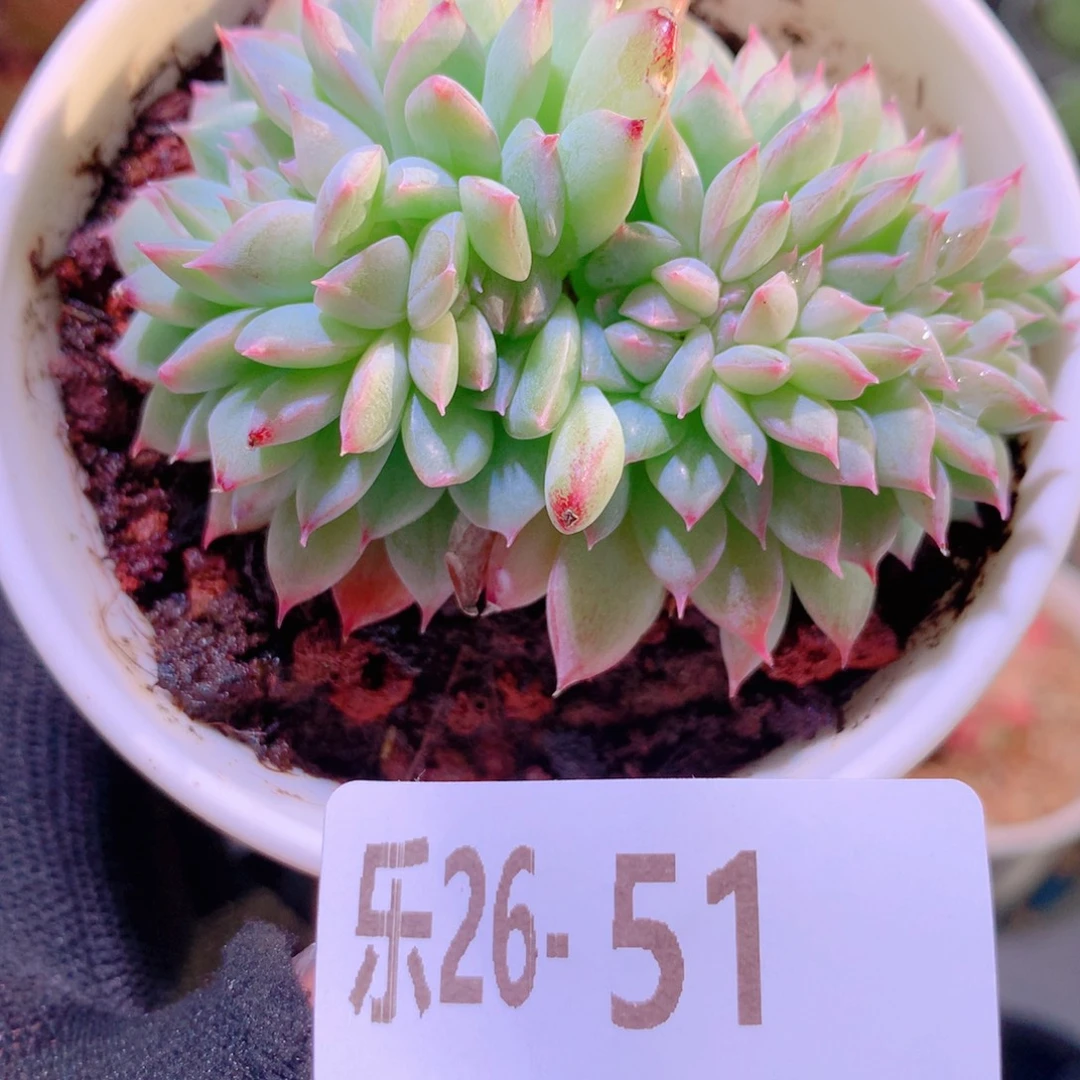乐然26-51 新品缀化