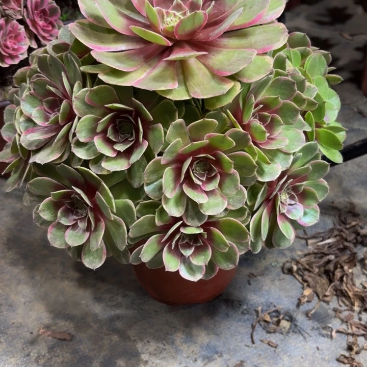 瑞妈多肉园艺342，