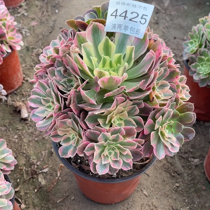 4425女妖的的的的