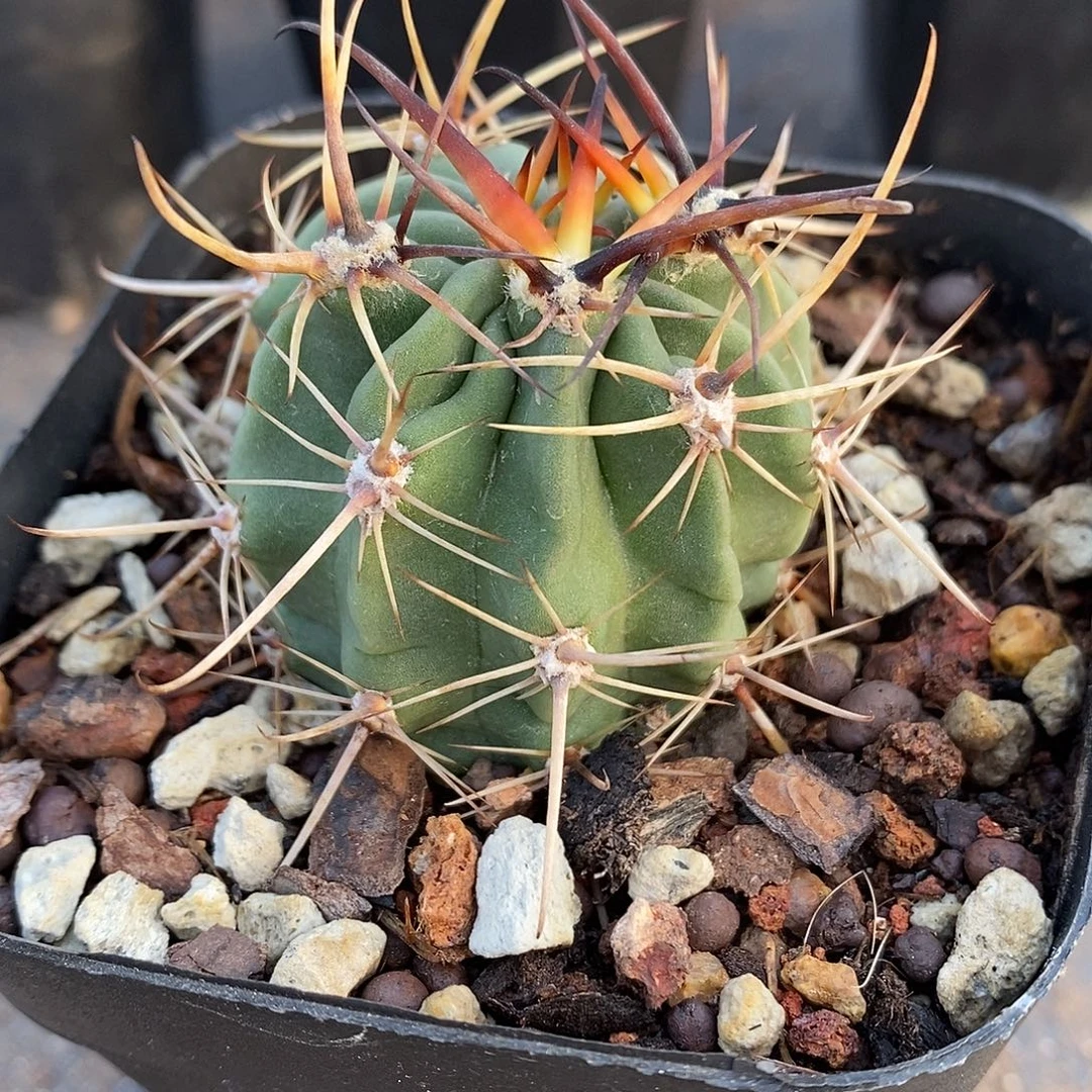 实生  短豪刺狂风丸4公分左右一物一拍