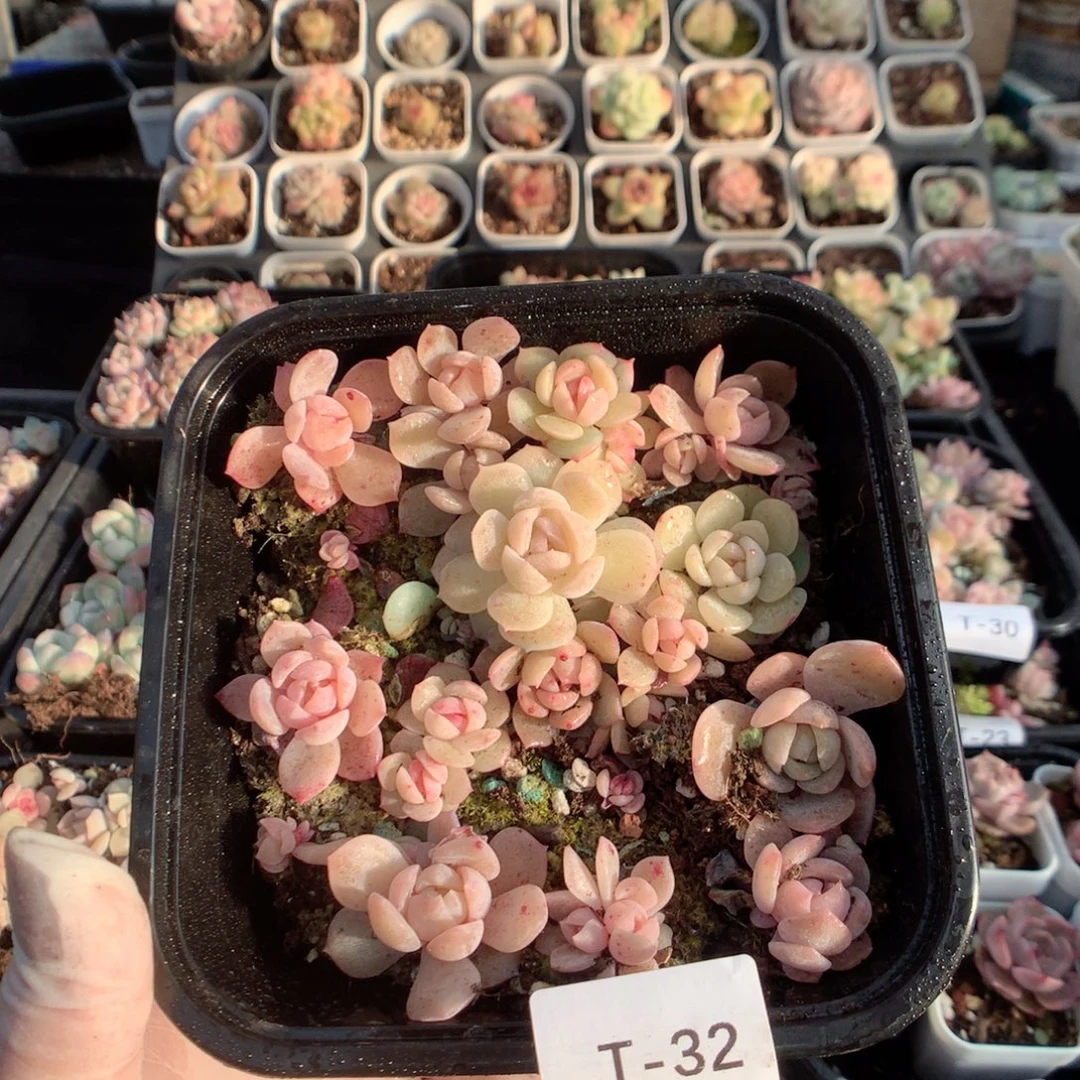 无花朵T32英语英语