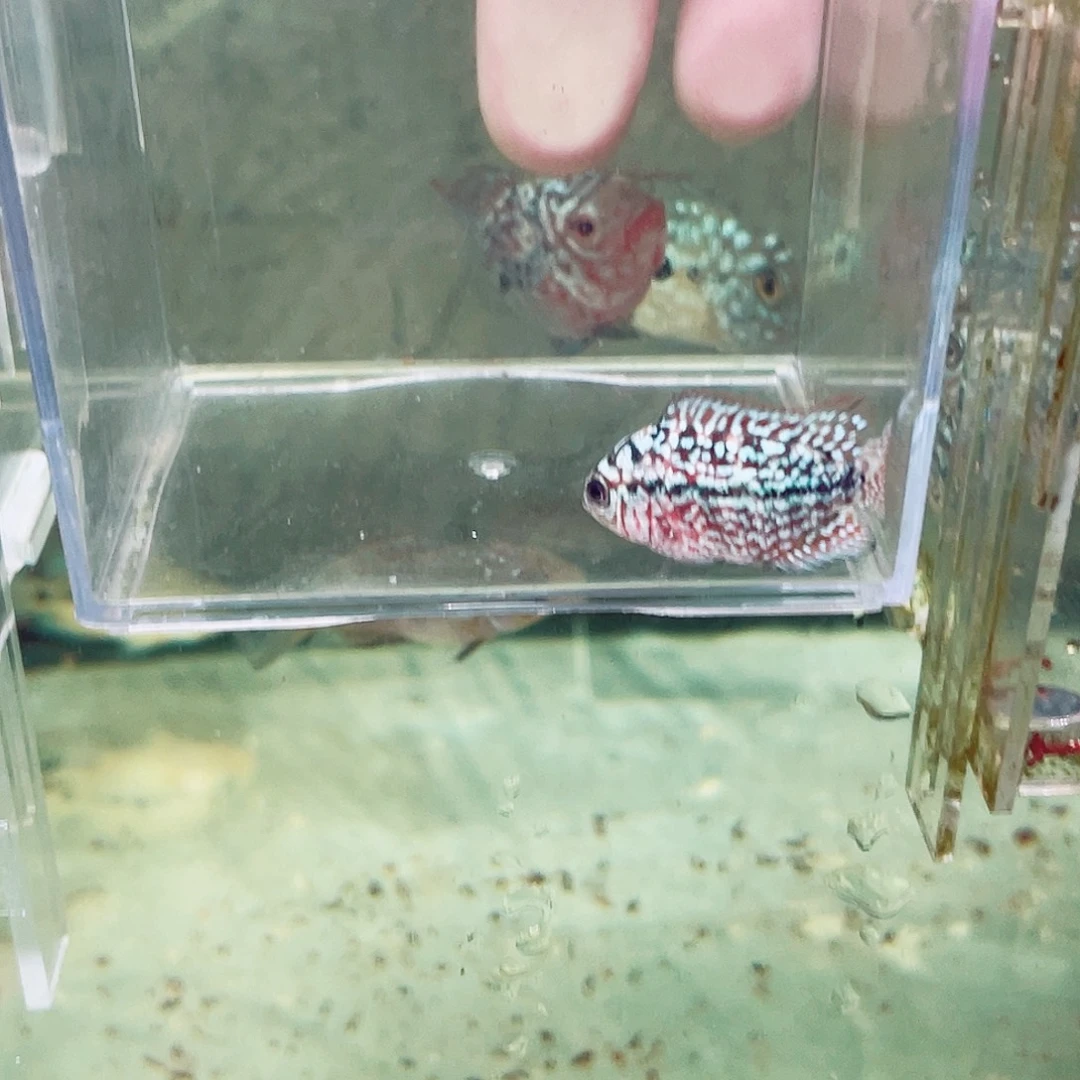 M***y罗汉鱼f2罗汉鱼苗一条