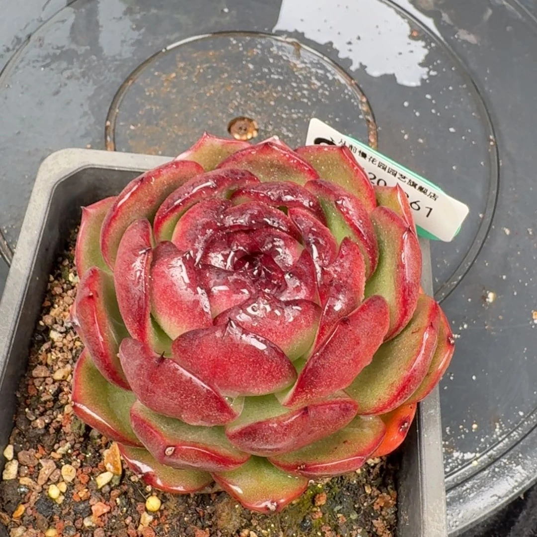 从前慢花园多肉编号1120-361