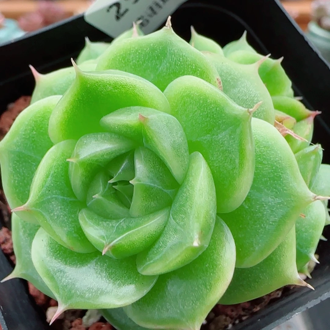 花语逸镜1001-29散