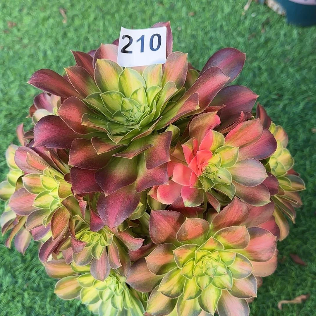 多肉植物韶华210