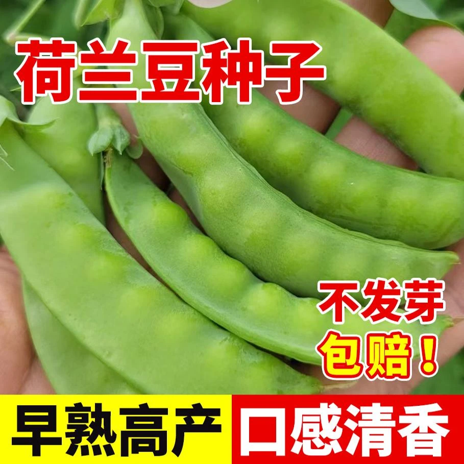 耐寒荷兰豆种子高产老品种四季大荚豌豆种孑豌豆苗豌豆尖种子菜籽