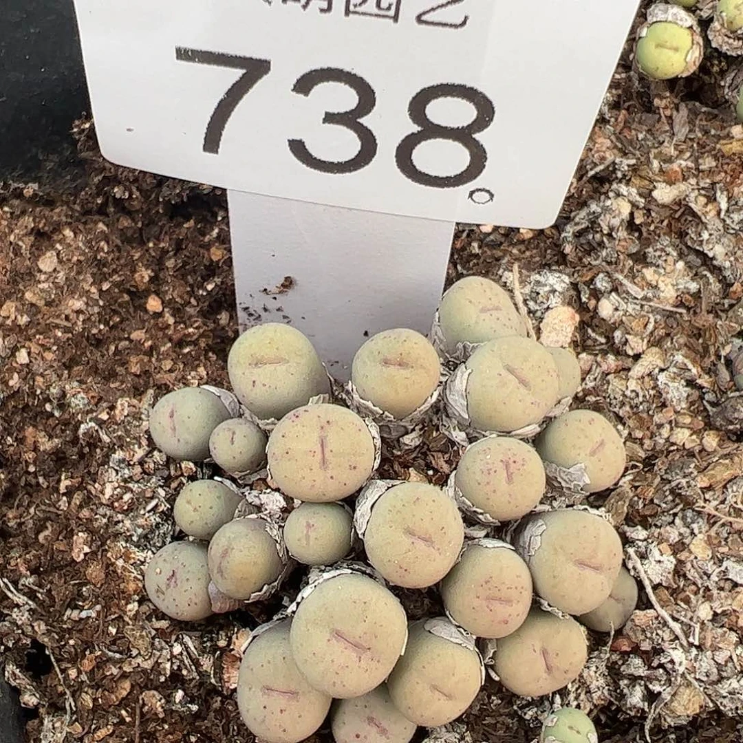 一物一拍脱土发。     738