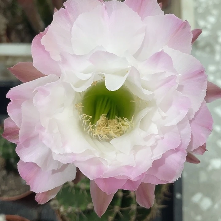 204号螺旋摘花脱土