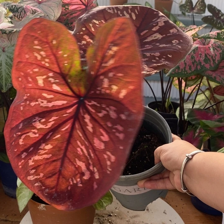 无花朵粉斑  微瑕