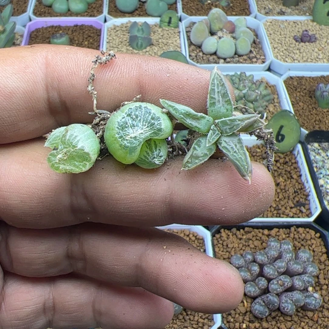 用****0大家过年好22239