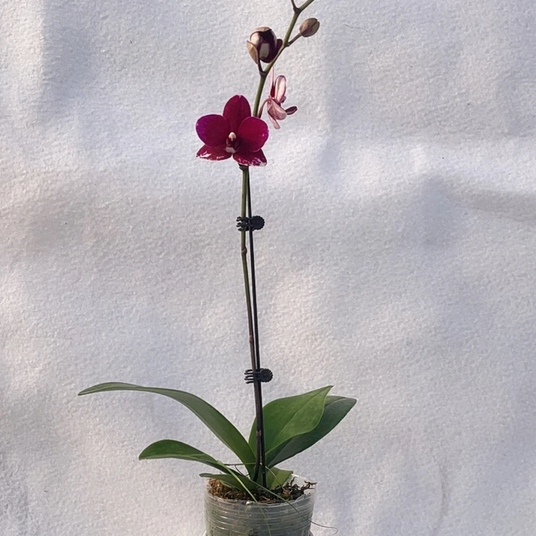 渟叙【胭脂】2.8寸 带花带花苞发货 花卉阳台植物清新网红绿植