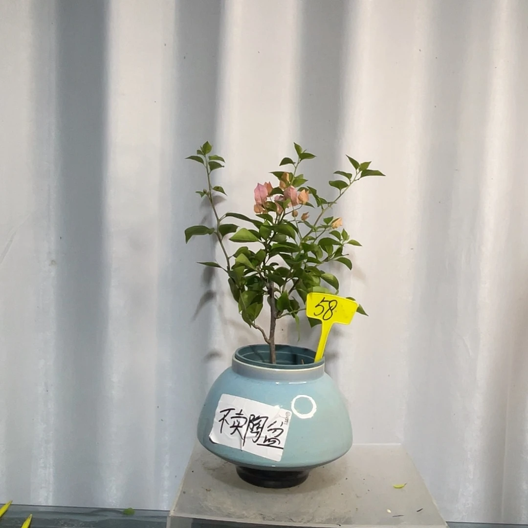 当前无花栽培后可以开花58波伊斯玫瑰扦插