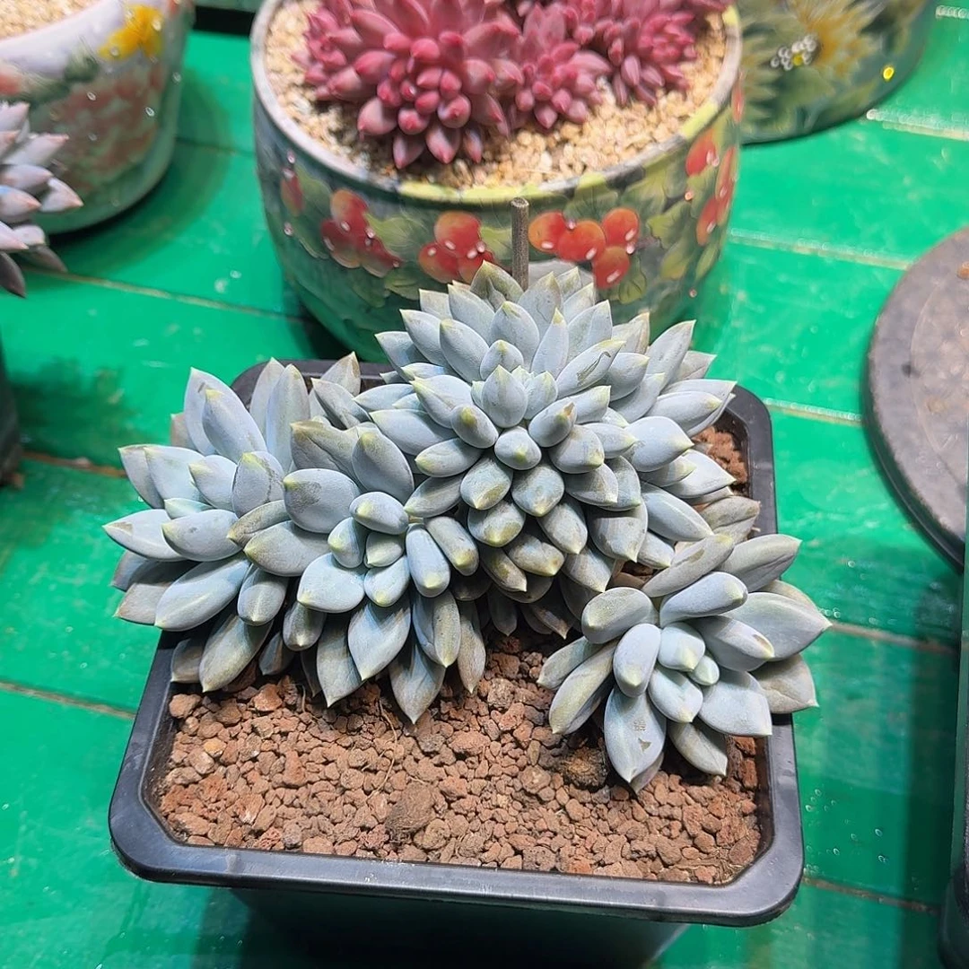 周***装多肉植物多肉植物