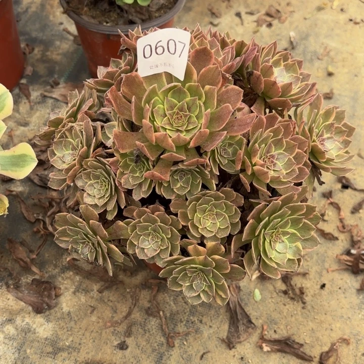 半夏多肉处理不包断头0607